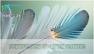 identification of broken feathers identification of broken feathers