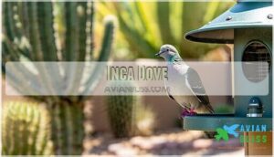 inca dove