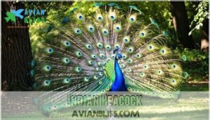 indian peacock