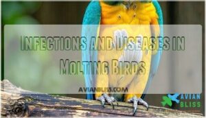 infections and diseases in molting birds