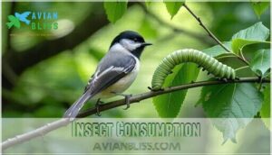 insect consumption