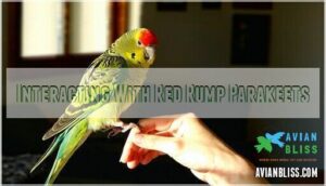 interacting with red rump parakeets