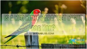 is a red rump parakeet right for you