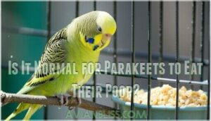 is it normal for parakeets to eat their poop