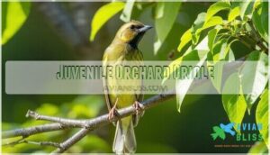 juvenile orchard oriole