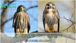 juvenile vs adult plumage
