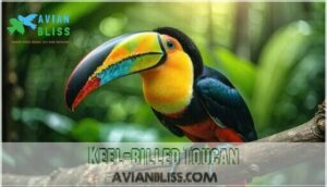 keel-billed toucan