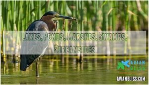 lakes, ponds, marshes, swamps, streamsides