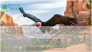 largest birds in arizona by wingspan