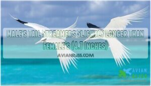 male's tail streamers slightly longer than female's (4.7 inches)