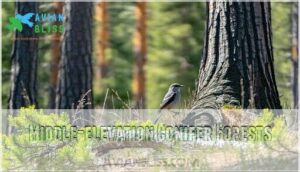 middle-elevation conifer forests