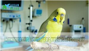 monitoring your parakeet's recovery