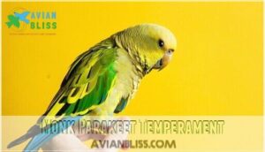 monk parakeet temperament