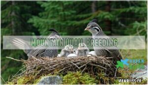 mountain quail breeding