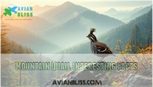 mountain quail interesting facts