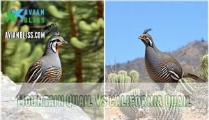 mountain quail vs california quail