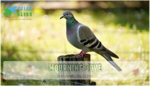 mourning dove