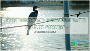neotropic cormorant
