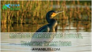 neotropic cormorant has a duller, yellowish throat pouch