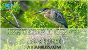 nests in shrubs or trees 5-30' above ground