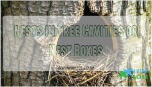 nests in tree cavities or nest boxes