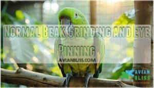 normal beak grinding and eye pinning normal beak grinding and eye pinning