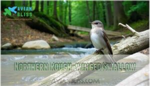 northern rough-winged swallow