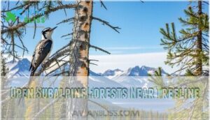 open subalpine forests near treeline