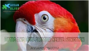 optic and oculomotor nerve function