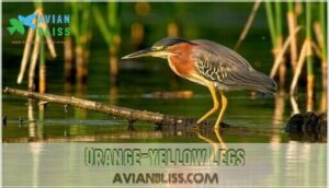 orange-yellow legs