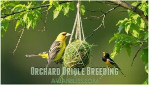 orchard oriole breeding