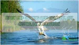 osprey bird