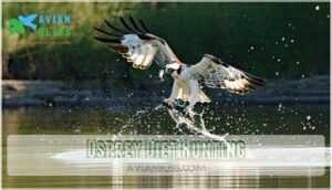 osprey diet hunting