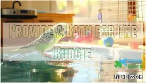 provide a bath for the budgie
