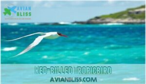 red-billed tropicbird