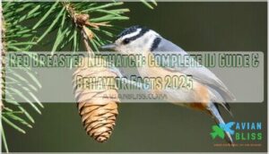 red breasted nuthatch