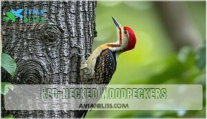 red-necked woodpeckers