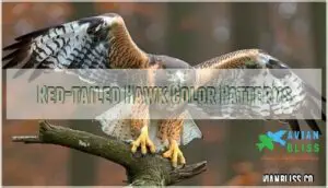 red-tailed hawk color patterns red-tailed hawk color patterns