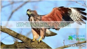 red-tailed hawk features