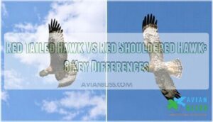 red tailed hawk vs red shouldered hawk red tailed hawk vs red shouldered hawk