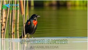 red-winged blackbird