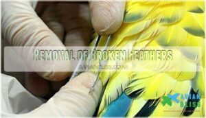 removal of broken feathers removal of broken feathers