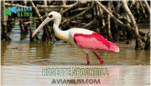 roseate spoonbill