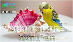 rubbing head on pink seashell perch