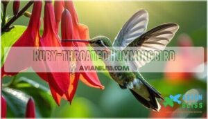 ruby-throated hummingbird