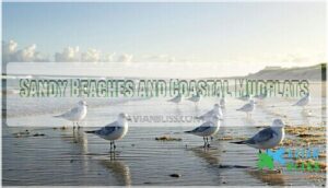 sandy beaches and coastal mudflats sandy beaches and coastal mudflats