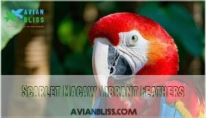 scarlet macaw vibrant feathers