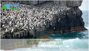 seabird colonies seabird colonies