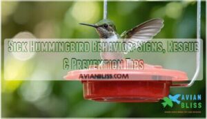 sick hummingbird behavior sick hummingbird behavior