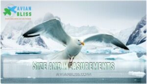 size and measurements size and measurements